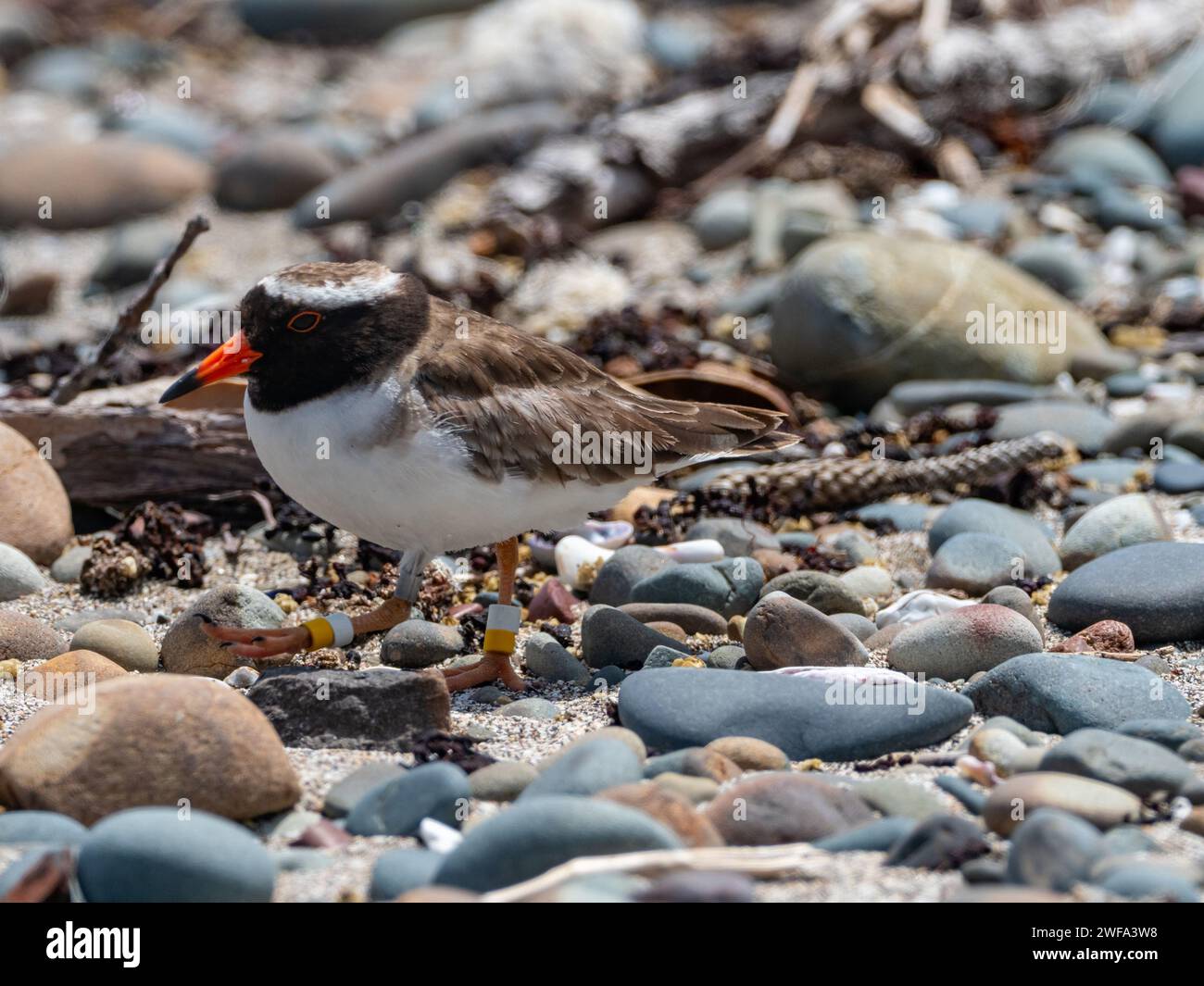 Shore plover, Tuturuatu, Charadrius novaeseelandiae, una specie in via di estinzione sull'isola di Motutapu, nuova Zelanda Foto Stock