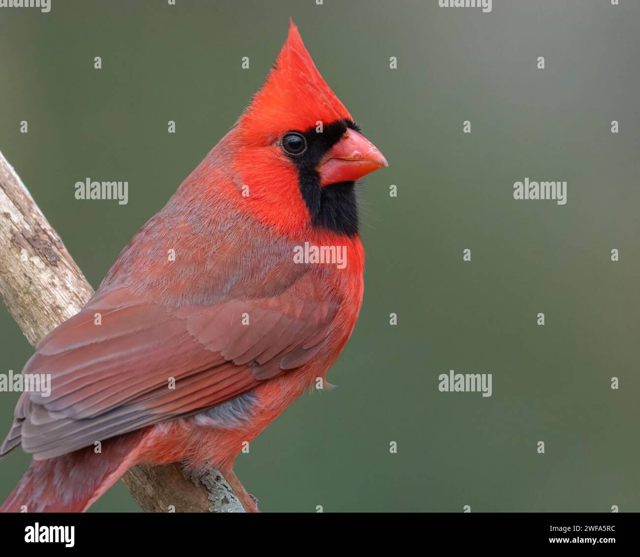 Un primo piano cardinale del nord maschile Foto Stock