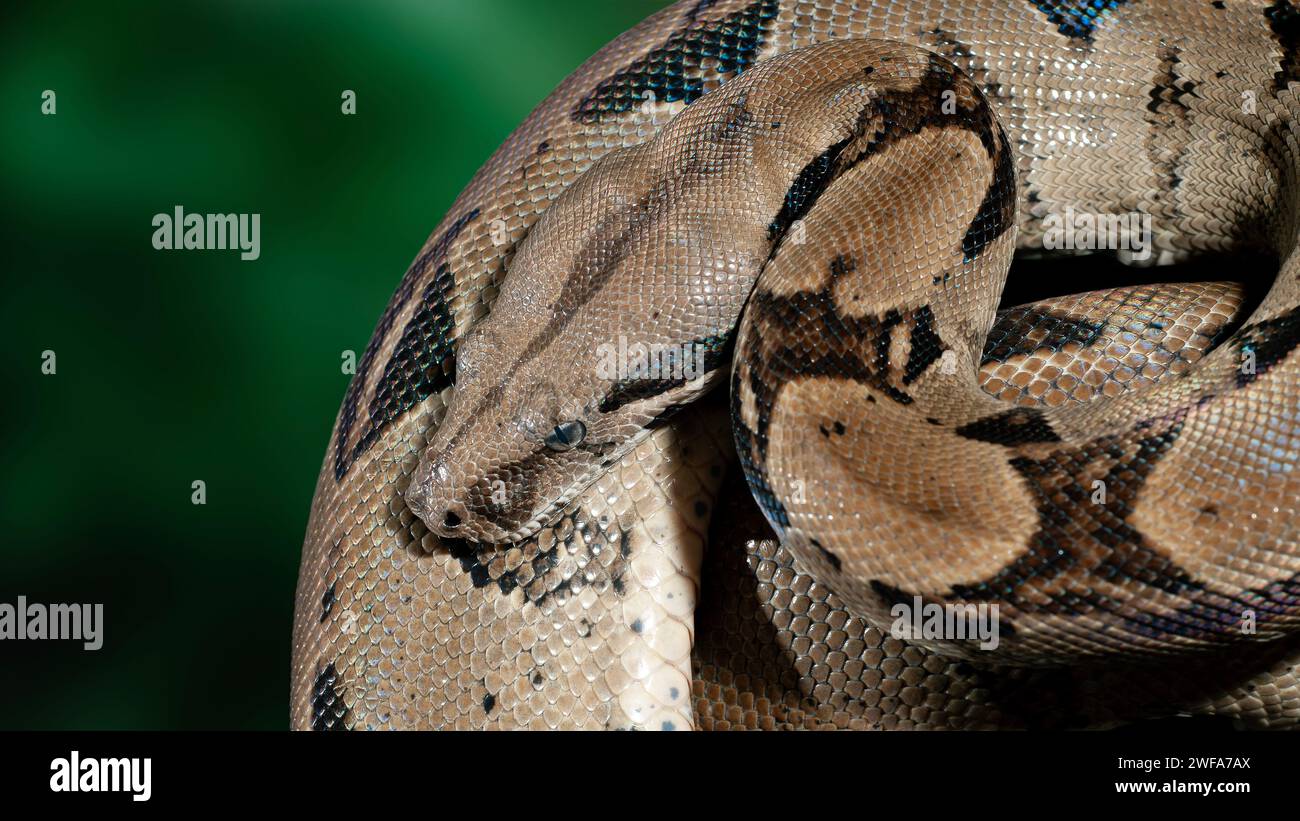 Un serpente Sanca o Malayopython reticulatus riposa mentre avvolge il suo corpo in un cerchio Foto Stock