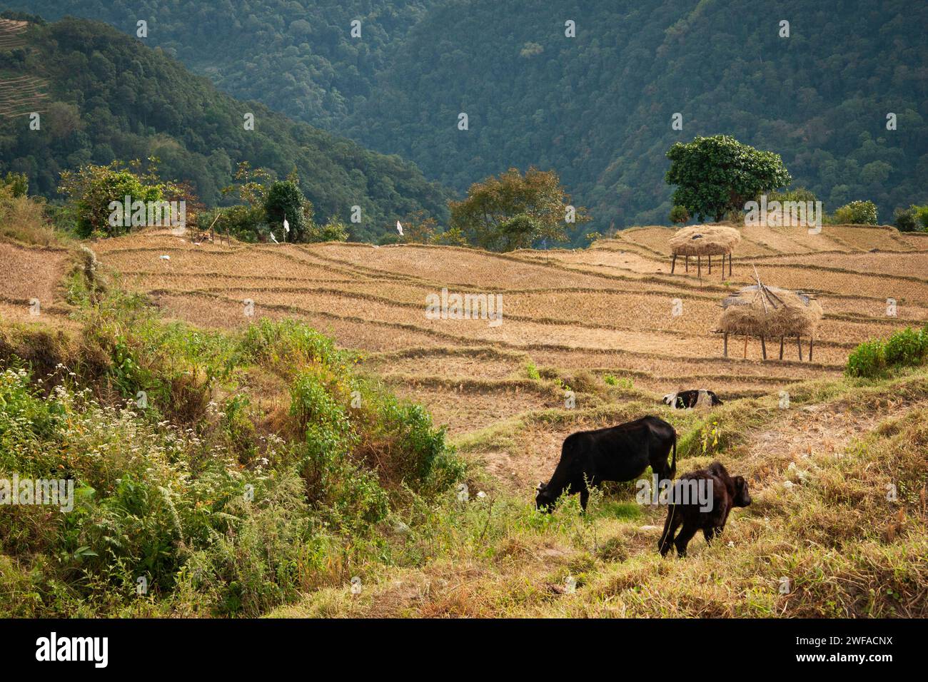 Paesaggio terrazzato di risaie durante il raccolto autunnale a Trongsa, Bhutan, Asia Foto Stock