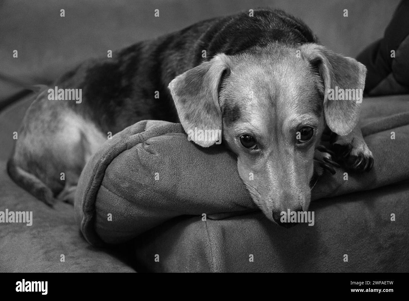 Migliori amici per sempre Foto Stock