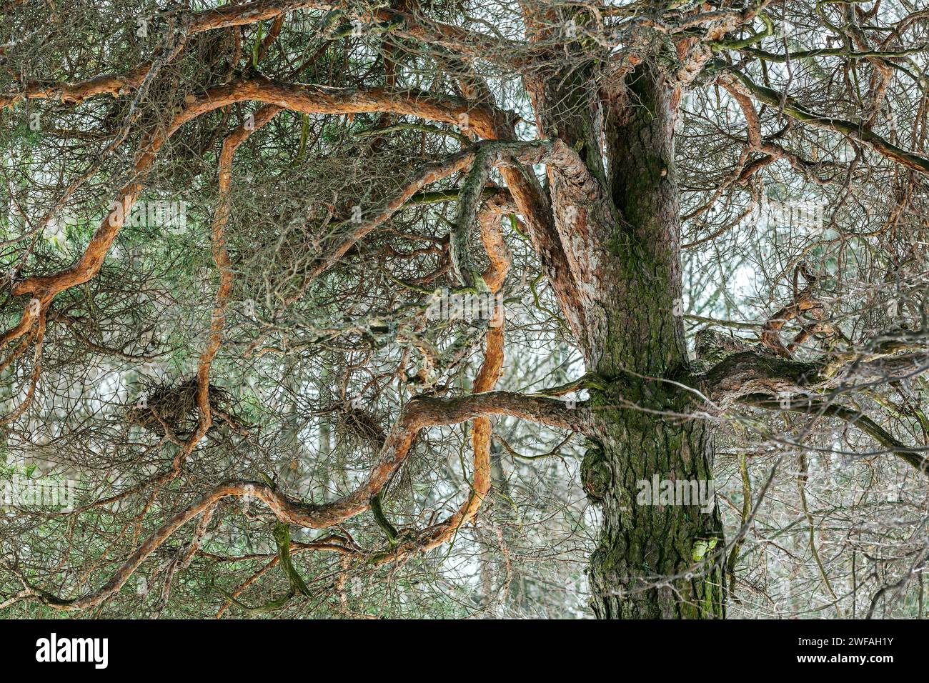 vecchio pino con rami intrecciati. vista dal basso ravvicinata. Foto Stock