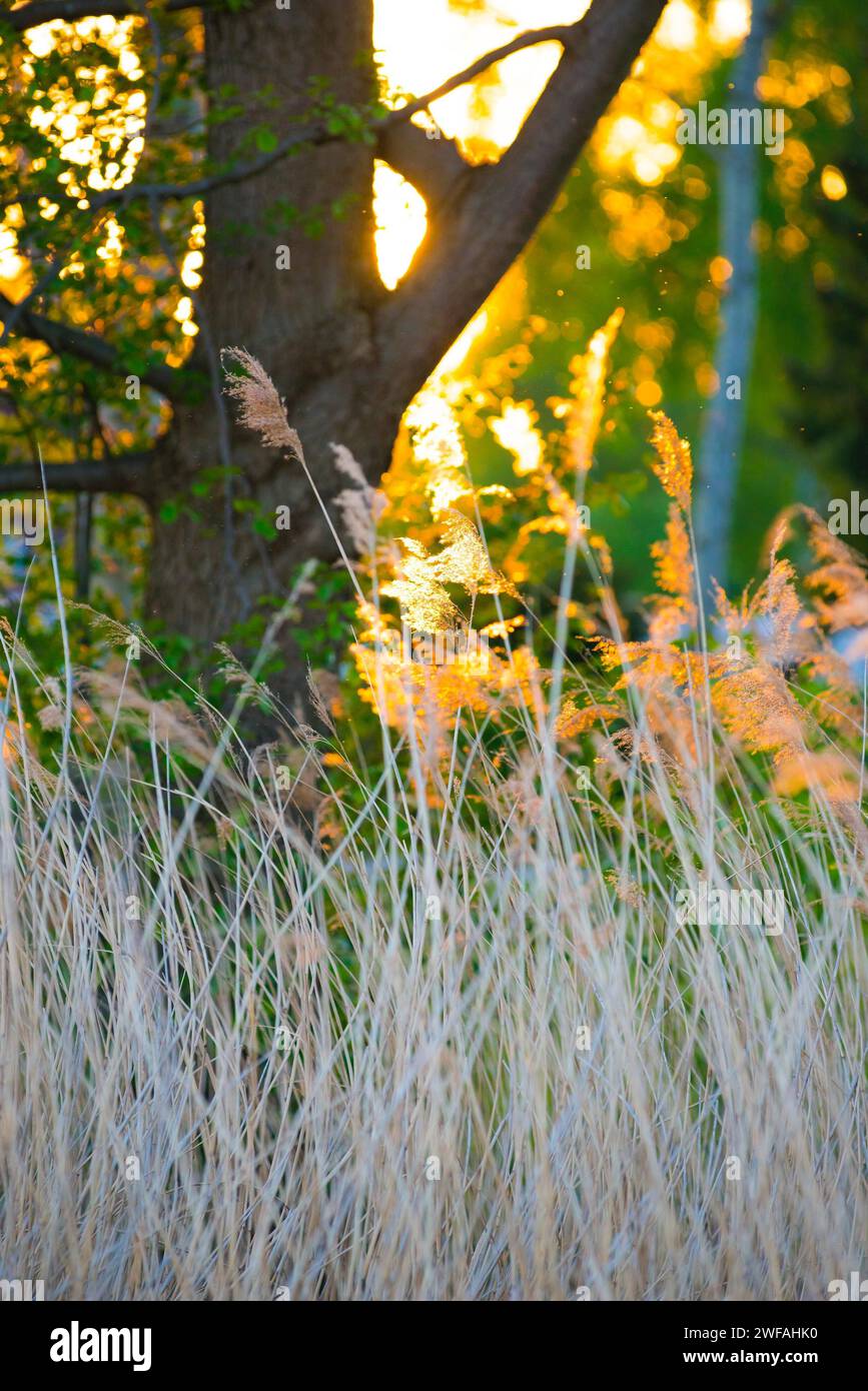 La calda luce del sole tramonta tra erba e alberi, serata estiva nella foresta vicino al lago, raggi di luce, canne comuni (Phragmites au Foto Stock