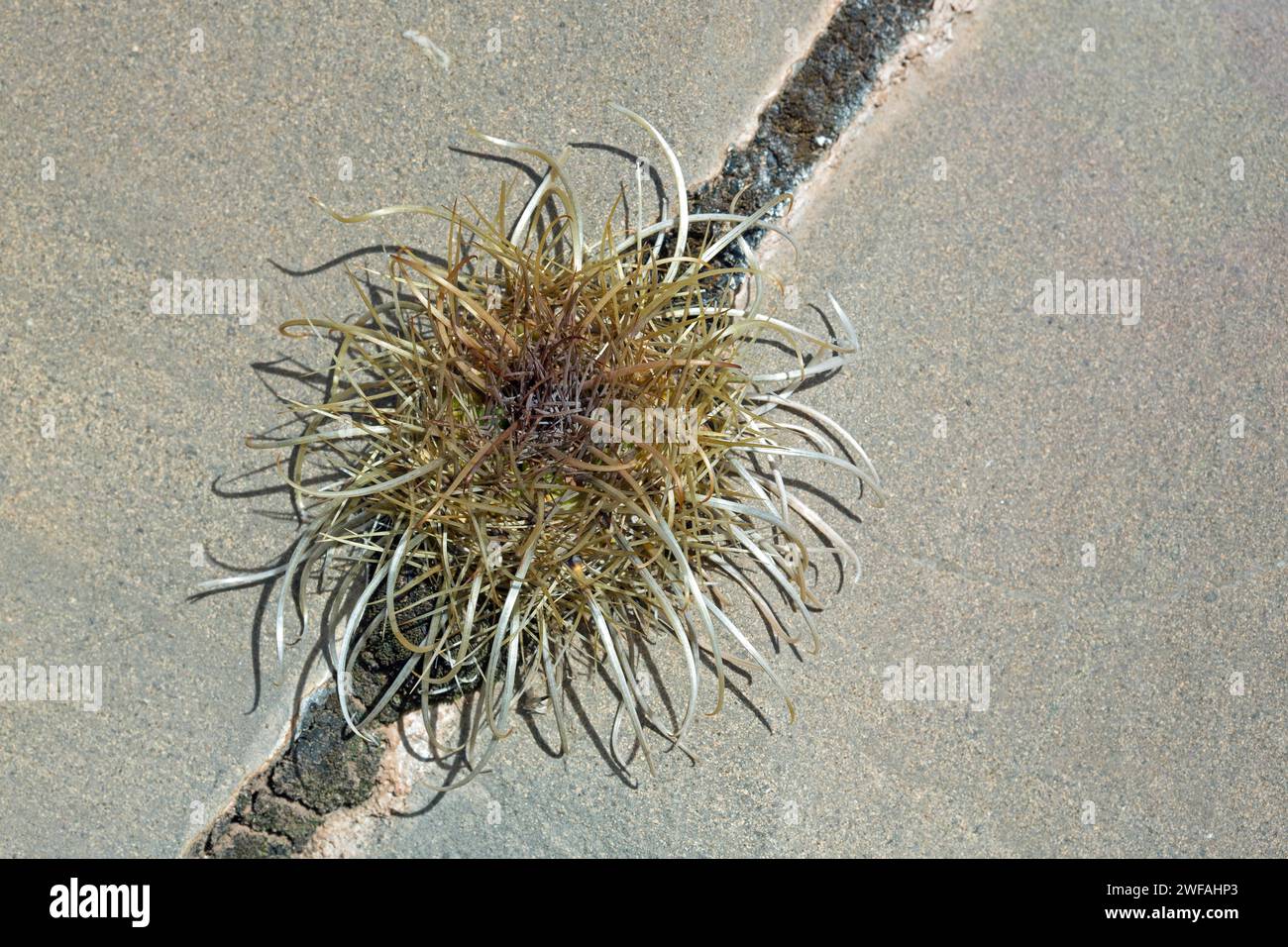 Parodia maassi Foto Stock