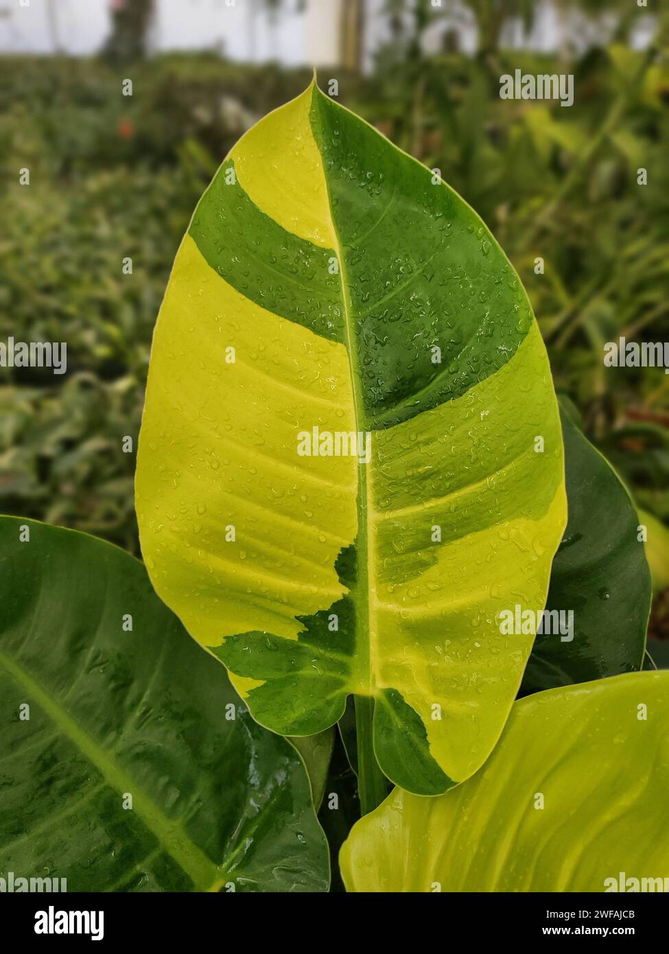 Bellissima foglia gialla e verde di un variegato Philodendron Moonlight Foto Stock