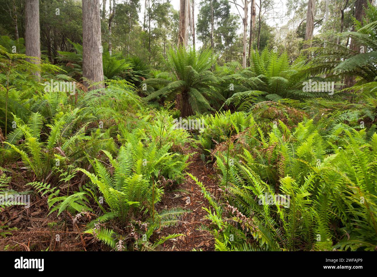 Fern nella foresta di eucalipti in Tasmania Foto Stock