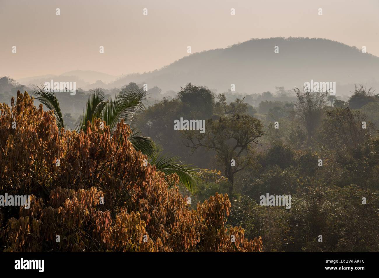 Atmosfera mattutina, giungla, Addateegala, Andhra Pradesh, India, Asia Foto Stock