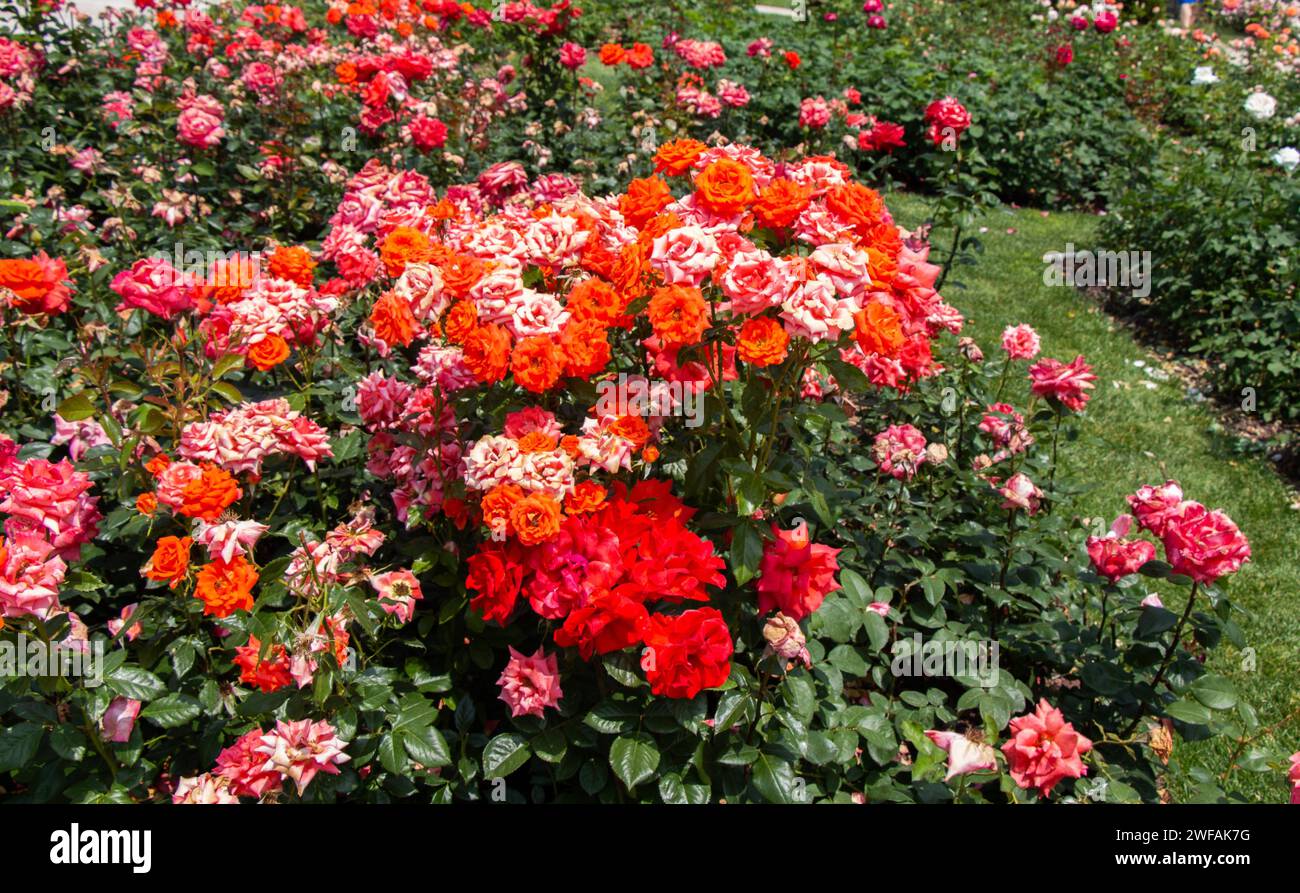 Rosso, arancione e rosa Rose in un parco botanico sul display Foto Stock