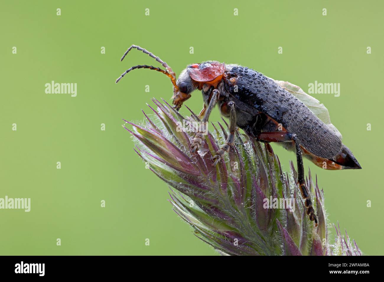 Scarabeo dal corpo morbido Cantharis rustica Foto Stock