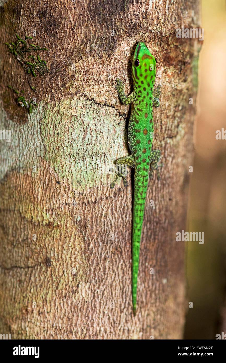 Gecko diurno di Speckeled (Phelsuma guttata) da Palmarium, Madagascar orientale Foto Stock