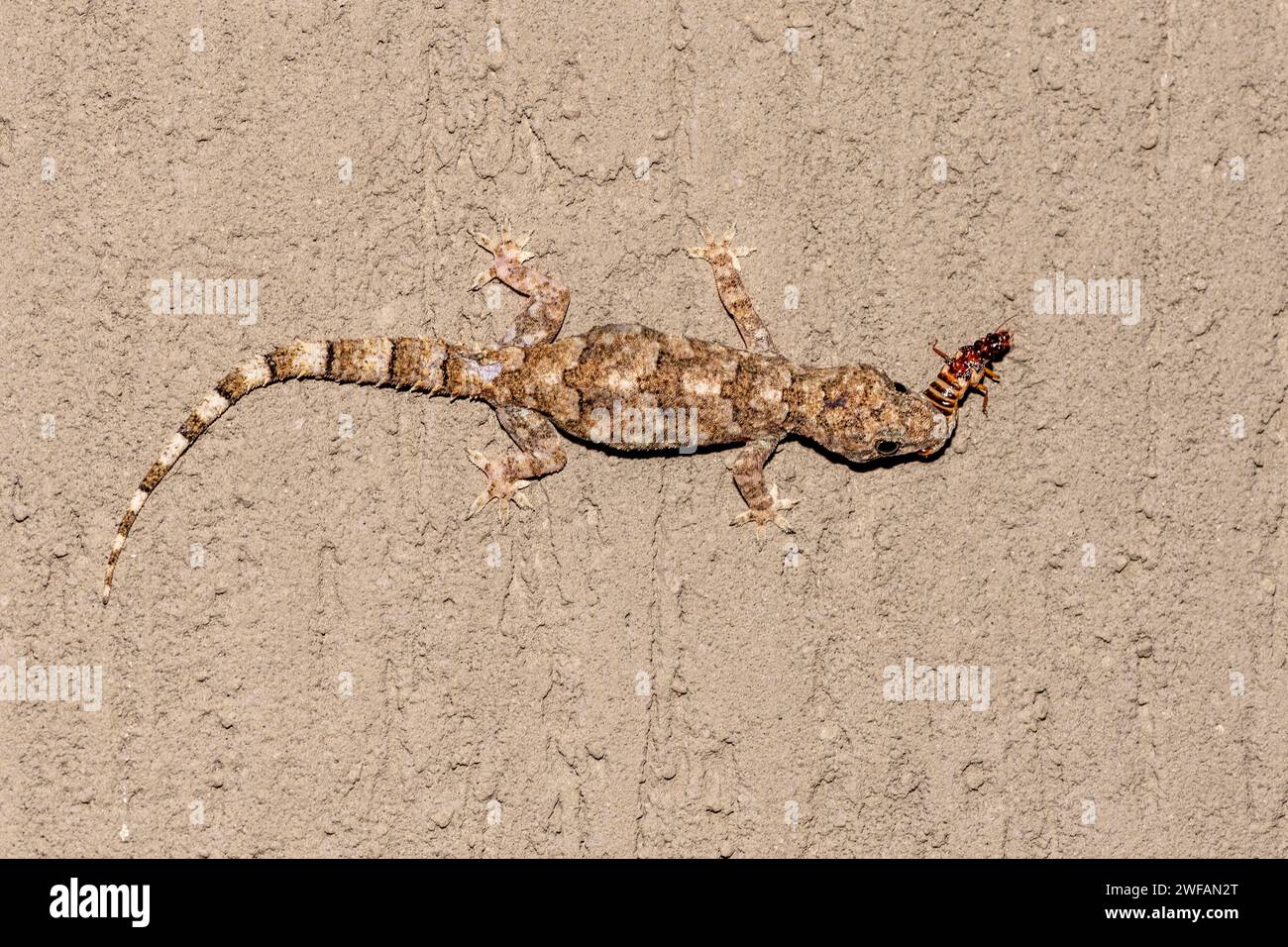 Geco tropicale (Hemidactylus mabouia) che si nutrono di insetti a Zimanga, in Sudafrica Foto Stock
