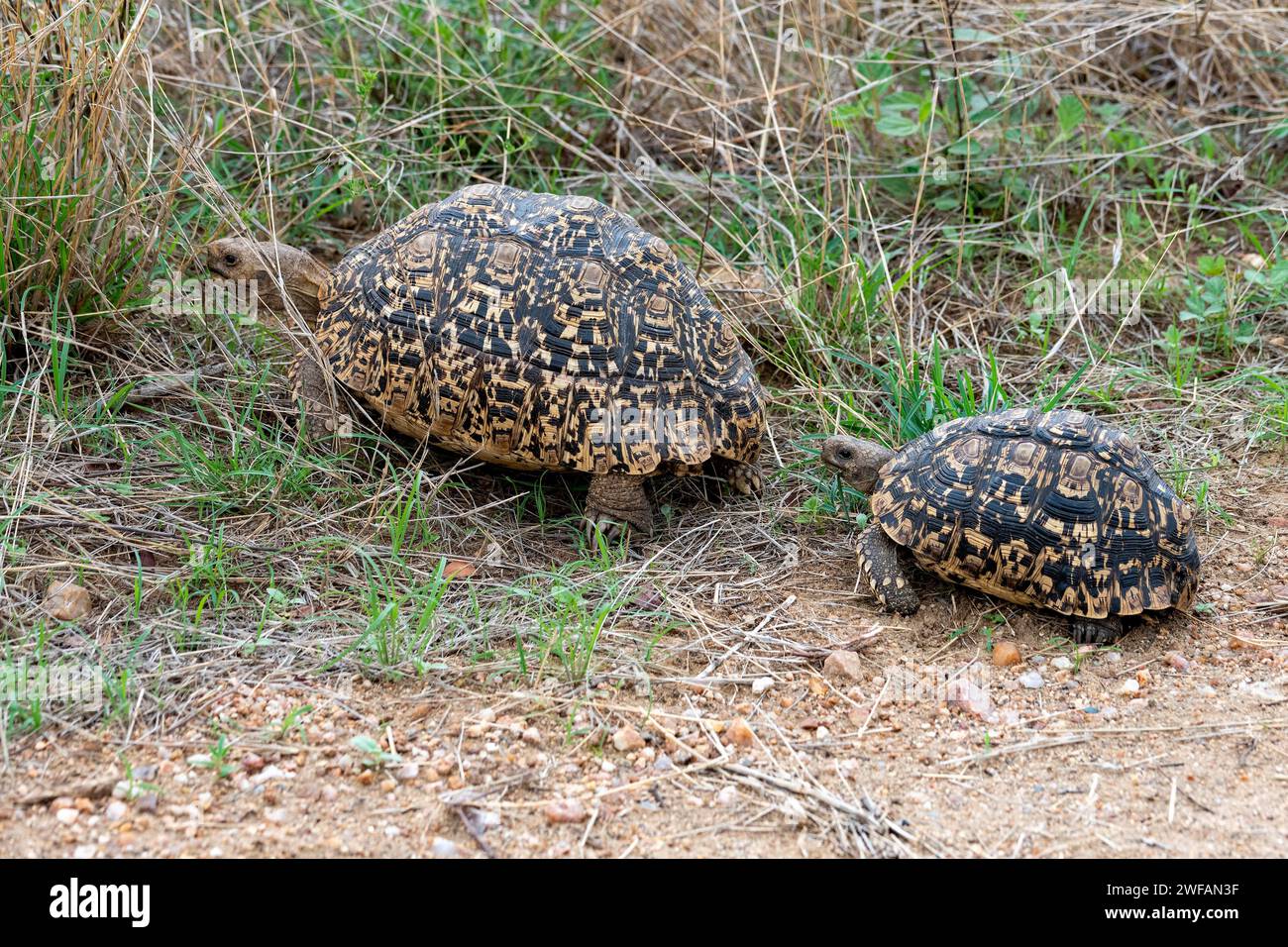 Coppia di tartarughe leopardate (Stigmochelys pardalis) provenienti da Kruger NP, Sudafrica Foto Stock