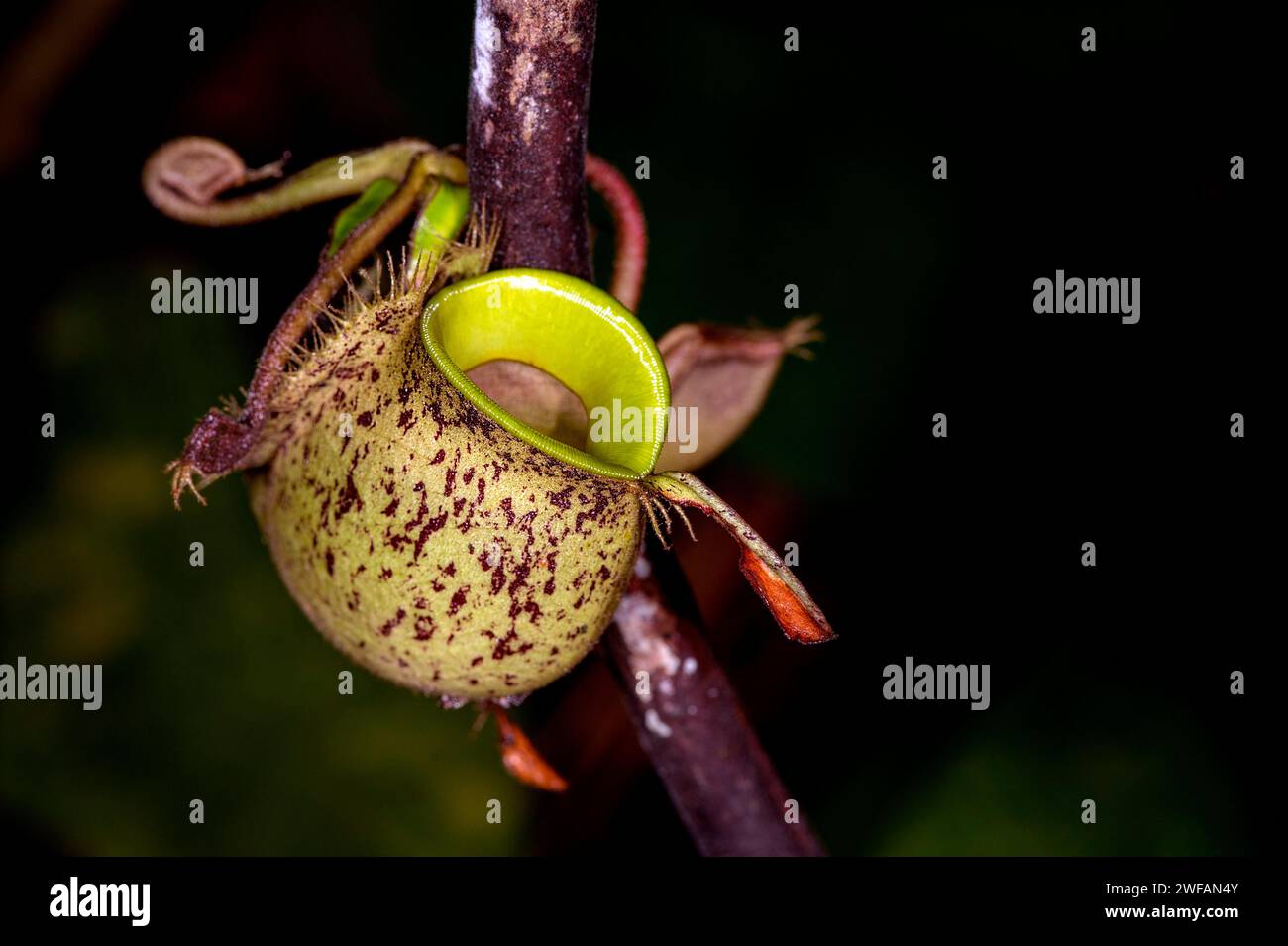 Caraffa macinata dalla pianta della caraffa Nephentes ampullaria che cresce su uno stelo nel Parco Nazionale del Kubah, Sarawak, Borneo Foto Stock