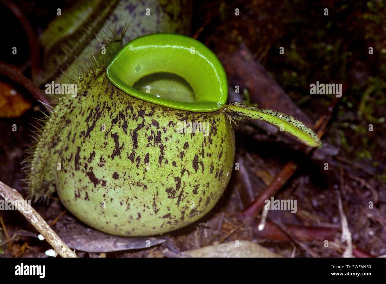 Caraffa macinata dalla pianta di caraffa Nephentes ampullaria nel Parco Nazionale del Kubah, Sarawak, Borneo Foto Stock