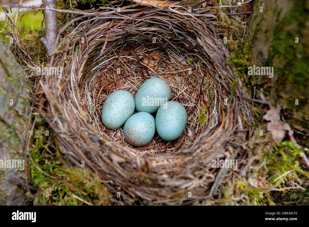 Nido e uova del merluzzo comune (Turdus merula) di Hidra, Norvegia sud-occidentale, a maggio Foto Stock