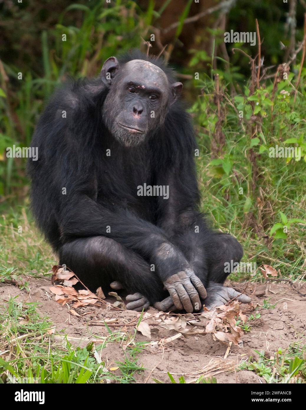 Scimpanzé comune (Pan troglodytes) in Ol Pejeta Conservancy, Kenya Foto Stock