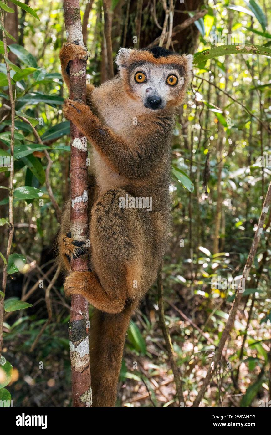 Maschio di lemure coronato (Eulemur coronatus) a Palmarium, Madagascar orientale Foto Stock