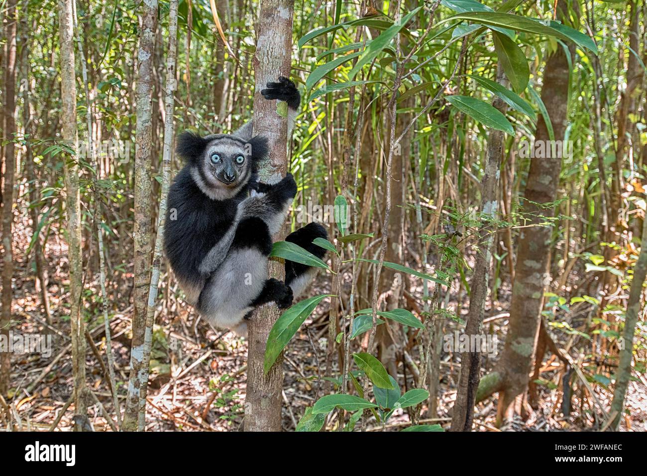 Indri (Indri indri) nella foresta della riserva naturale di Palmarium, Madagascar Foto Stock