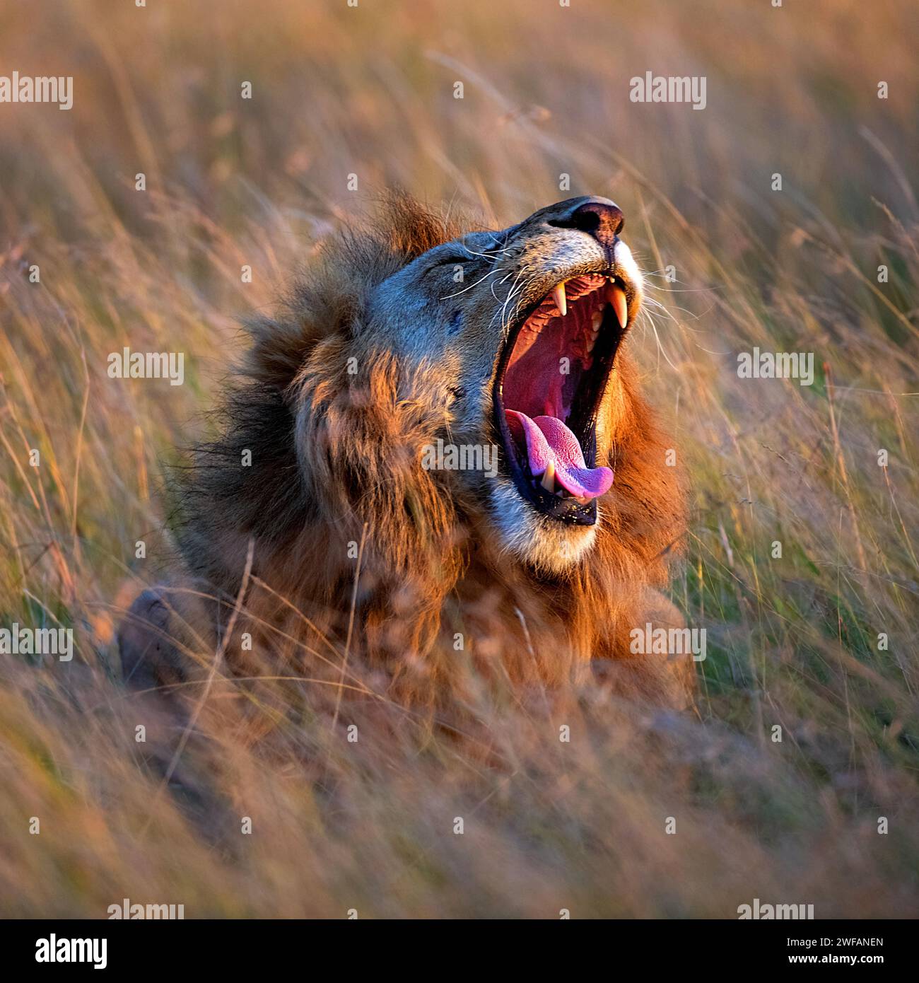 Leone maschio (Panthera leo) che urla nell'erba savana di Maasai Mara, Kenay Foto Stock
