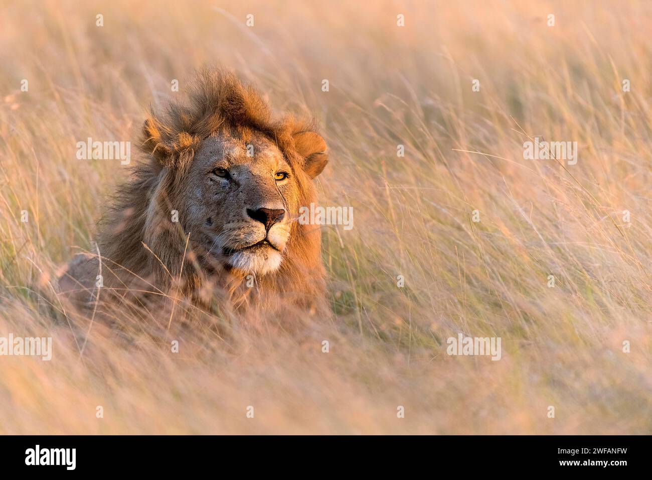 Leone maschio (Panthera leo) in guardia nell'erba savana di Maasai Mara, Kenay Foto Stock