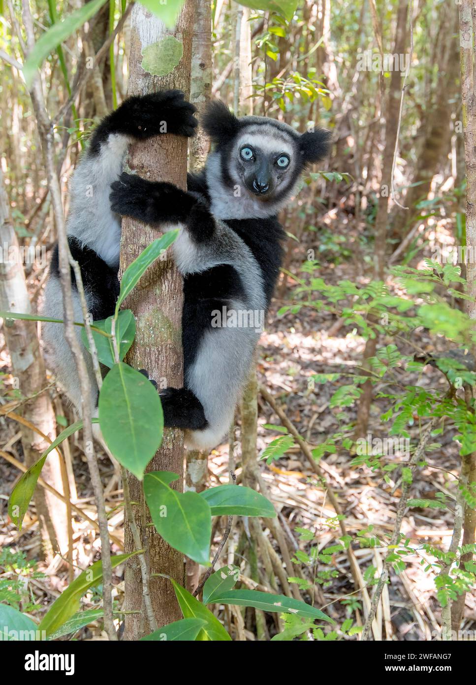 Indri (Indri indri) nella foresta della riserva naturale di Palmarium, Madagascar Foto Stock