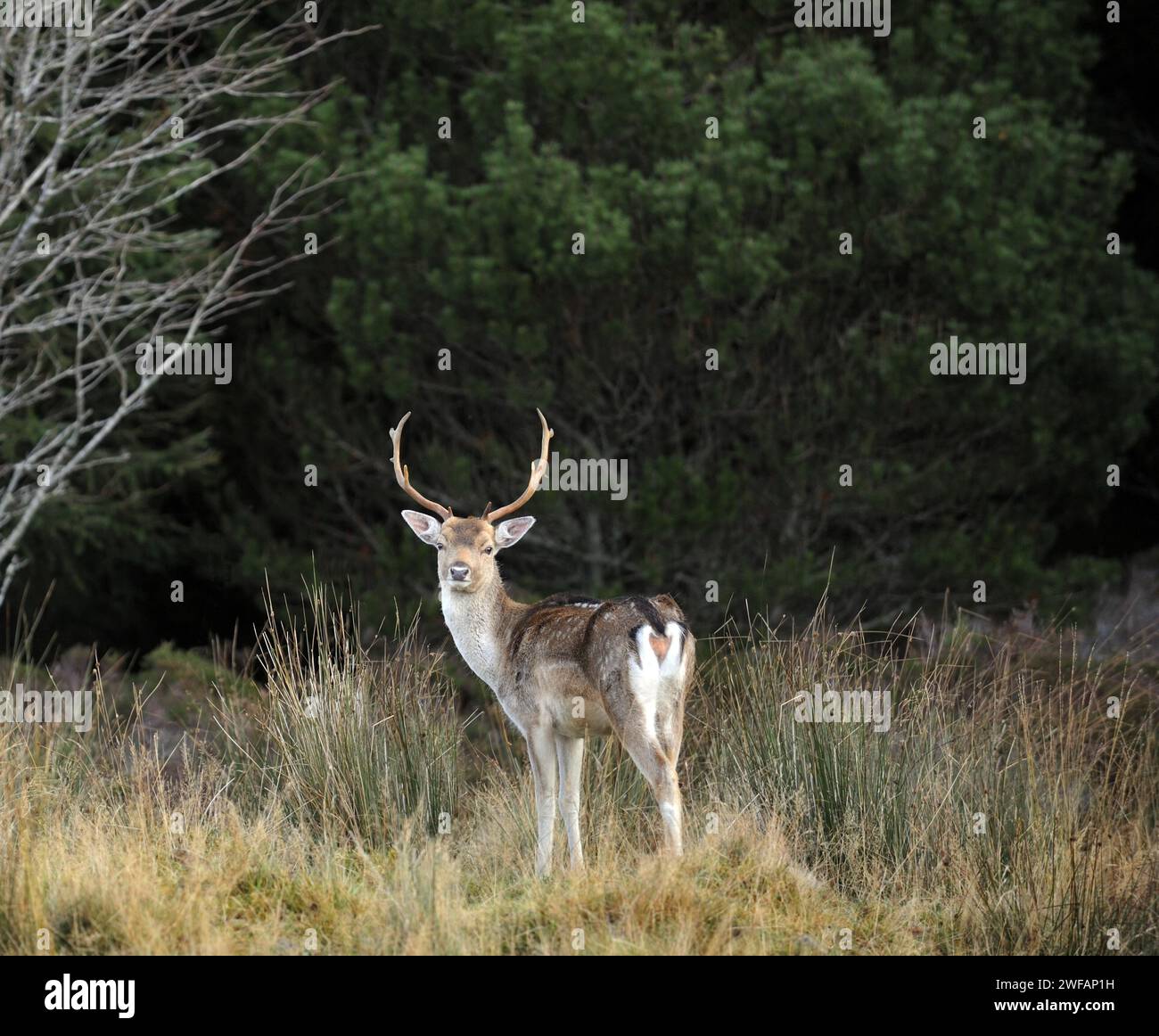 Cervi a riposo in boschi a Strath Tummel, Perthshire, Scozia, Regno Unito Foto Stock