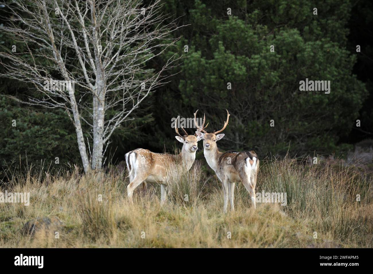 Coppia di cervi a riposo in bosco a Strath Tummel, Perthshire, Scozia, Regno Unito Foto Stock