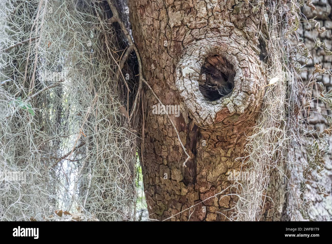 Buca per nodi su un albero ruvido abbaiato con muschio spagnolo drappeggiante lungo il Big Ferry Trail presso lo Skidaway Island State Park a Savannah, Georgia. (USA) Foto Stock