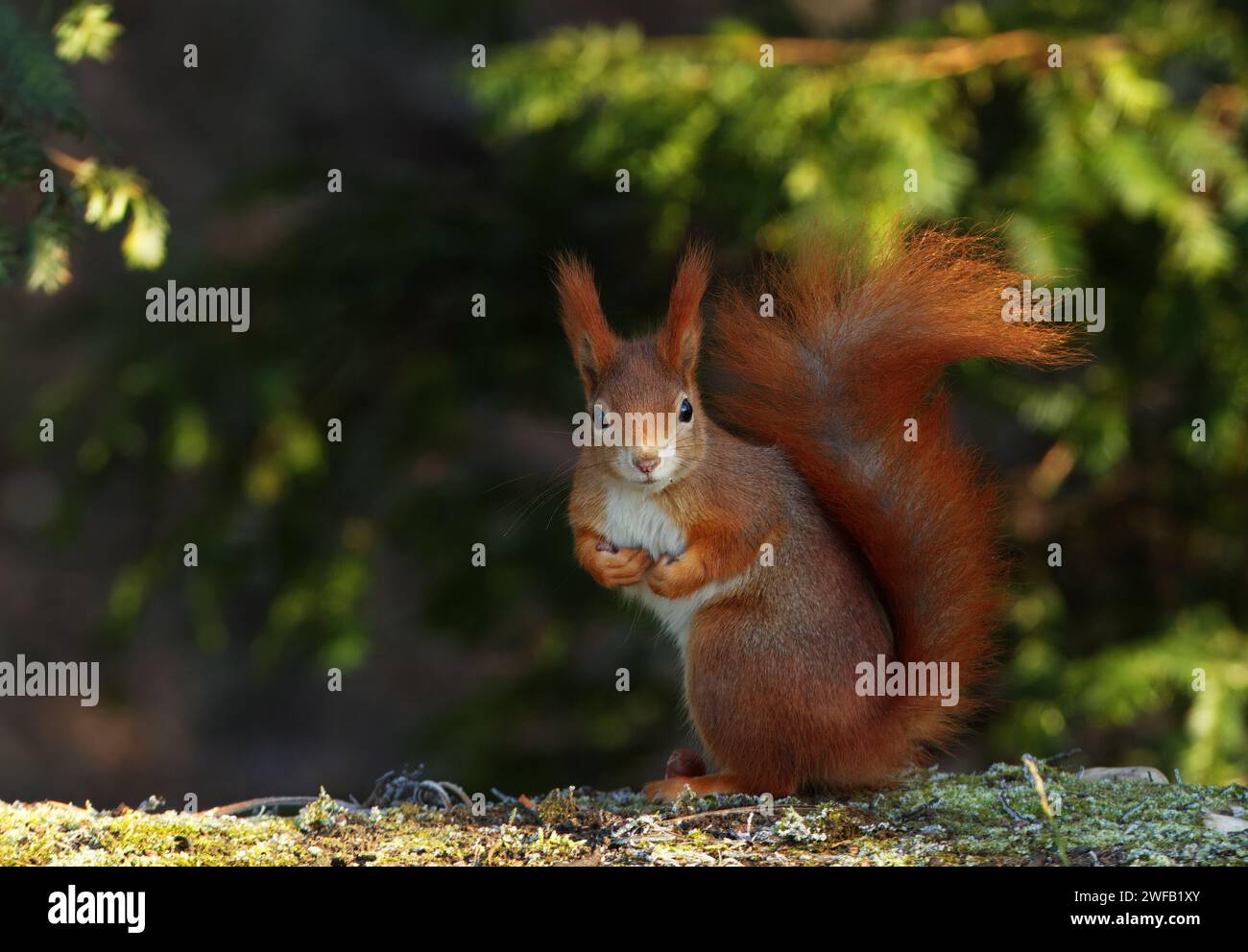 Scoiattolo rosso, Sciurus vulgaris seduto sotto l'albero nella fredda giornata invernale nei boschi del parco Stromovka, Praga, Repubblica Ceca. Foto Stock