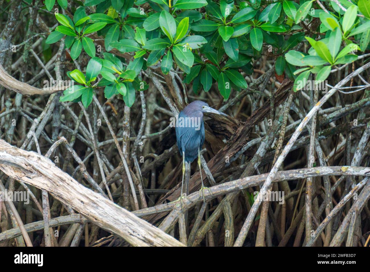 Uccelli del New Orleans National Park Foto Stock