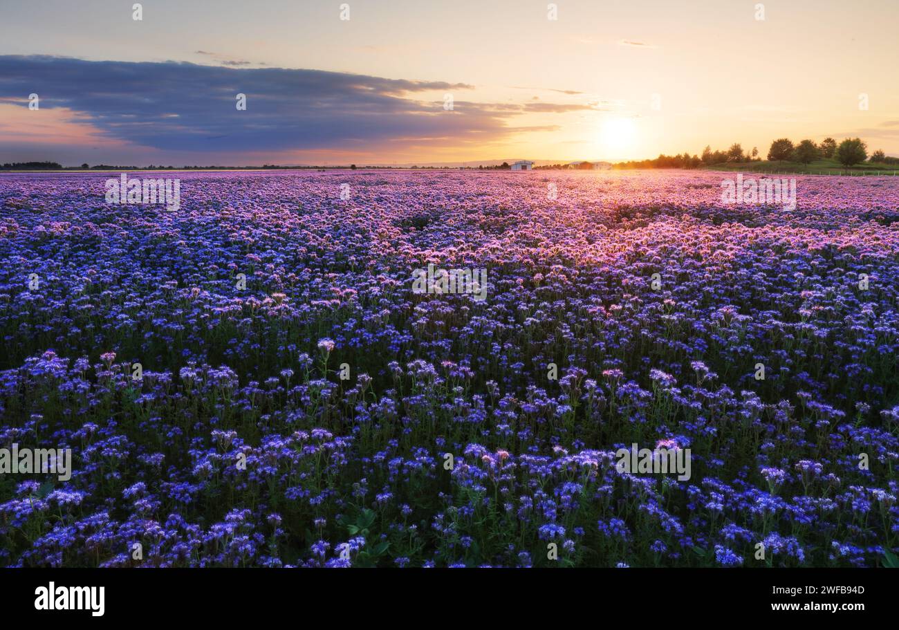 Bello e stupefacente paesaggio di campo di fiori viola al tramonto. Natura sfondo carta da parati, Phacelia Foto Stock