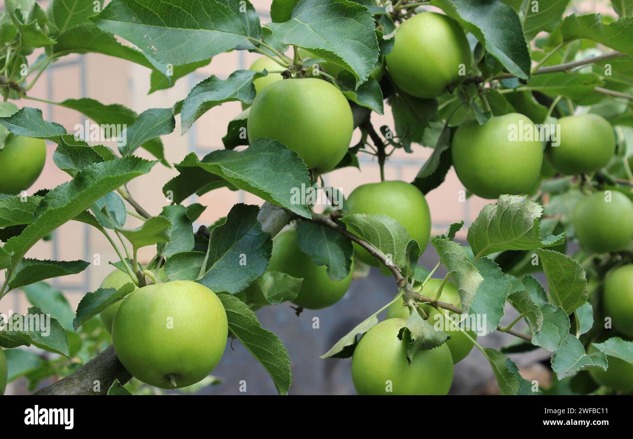 Ramo di Apple Tree con frutti di mela maturi foto di scorta Foto Stock