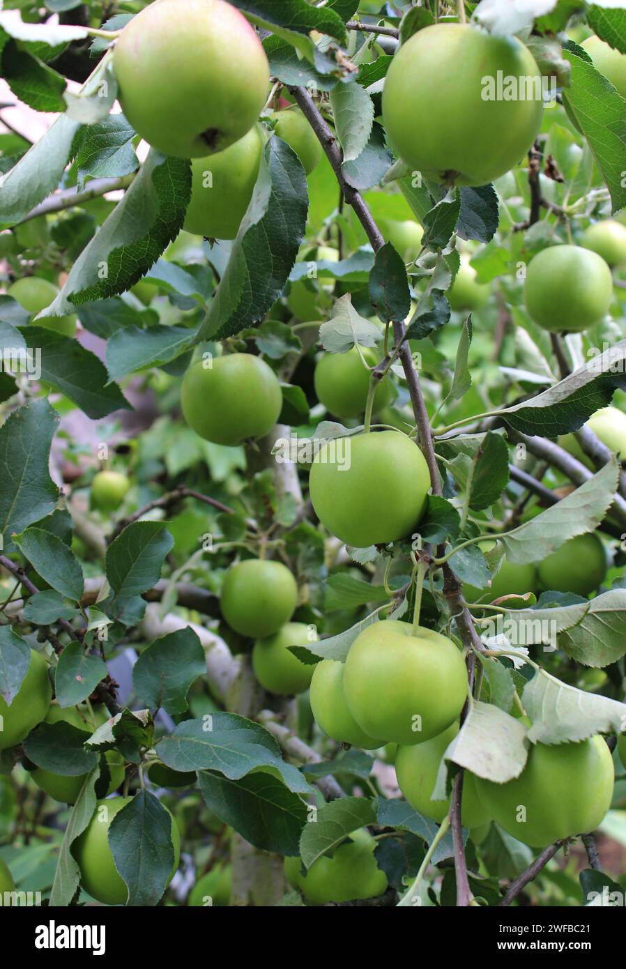 Mele verdi mature perfette su Un ramo di Apple Tree Vertical Stock Photo Foto Stock