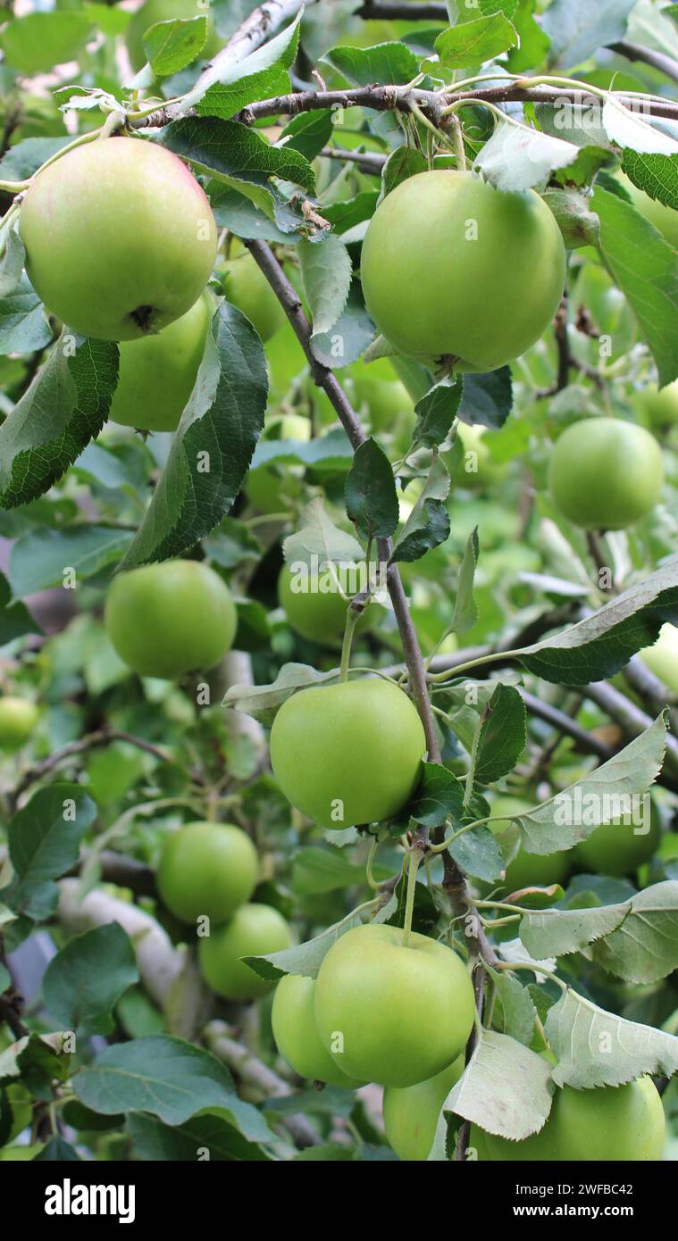 Foto verticale per gli sfondi su Giardino della frutta e maturazione delle mele Foto Stock