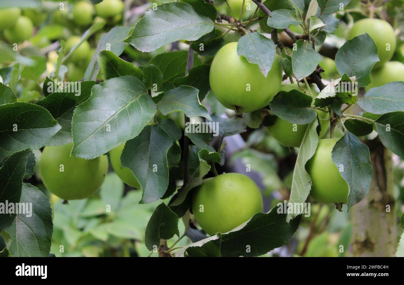 Mele mature in foglie su Un ramo di Un albero nel frutteto di mele Foto Stock
