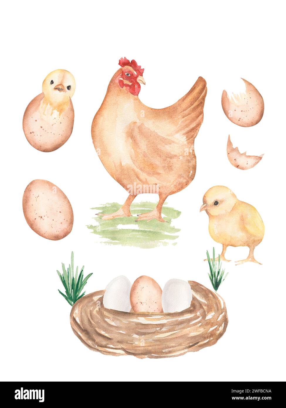 Illustrazione delle fasi del ciclo di vita del pollo ad acquerello, simpatica composizione infografica per bambini, dallo sviluppo di embrioni di uova fertili ai pulcini da cova, fai a mano Foto Stock