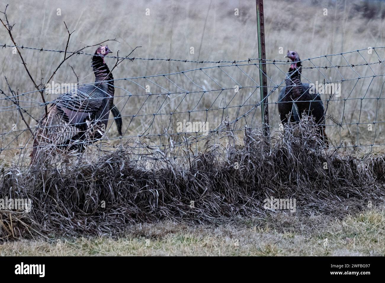 Due tacchini in piedi vicino a una recinzione di filo spinato in un campo Foto Stock
