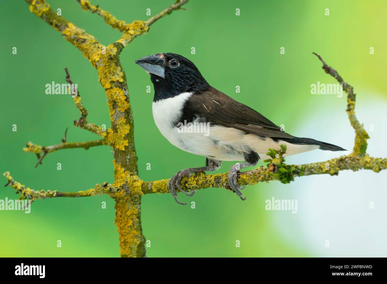 magpie mannikin o Magpie munia , Spermestes fringilloides Foto Stock