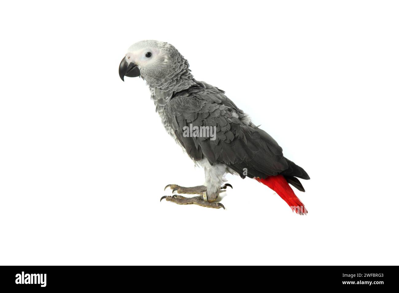 Un primo piano di un pappagallo grigio africano isolato su sfondo bianco Foto Stock