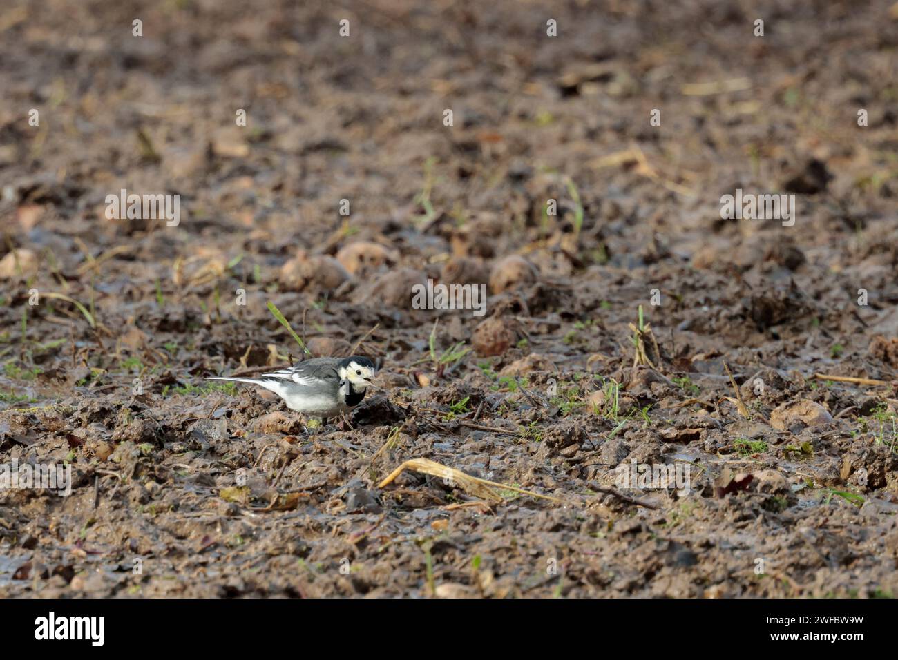 Pied wagtail Motacilla alba ssp yarellii, bianco e nero piumaggio bianco faccia bianca sulle ali e sui lati della lunga coda nera gambe nere biancastre nella parte inferiore Foto Stock