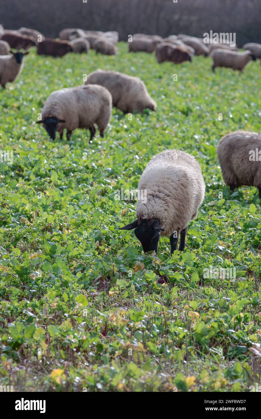 Pecore nere in inverno su un campo in crescita sudore mangiando il fogliame in formato ritratto pecore di fondo morbido pecore affilate singole in primo piano Foto Stock