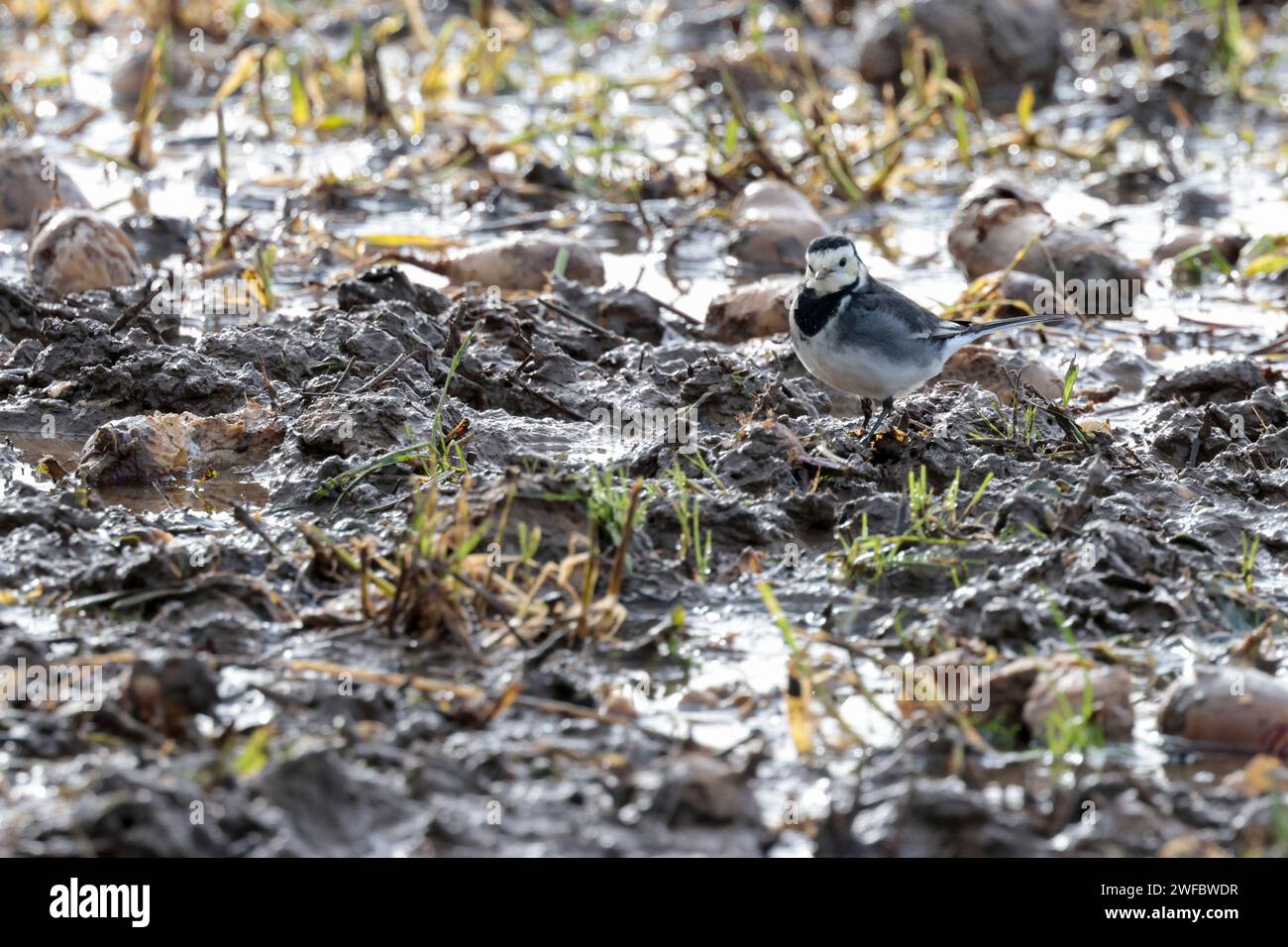 Pied wagtail Motacilla alba ssp yarellii, bianco e nero piumaggio bianco faccia bianca sulle ali e sui lati della lunga coda nera gambe nere biancastre nella parte inferiore Foto Stock