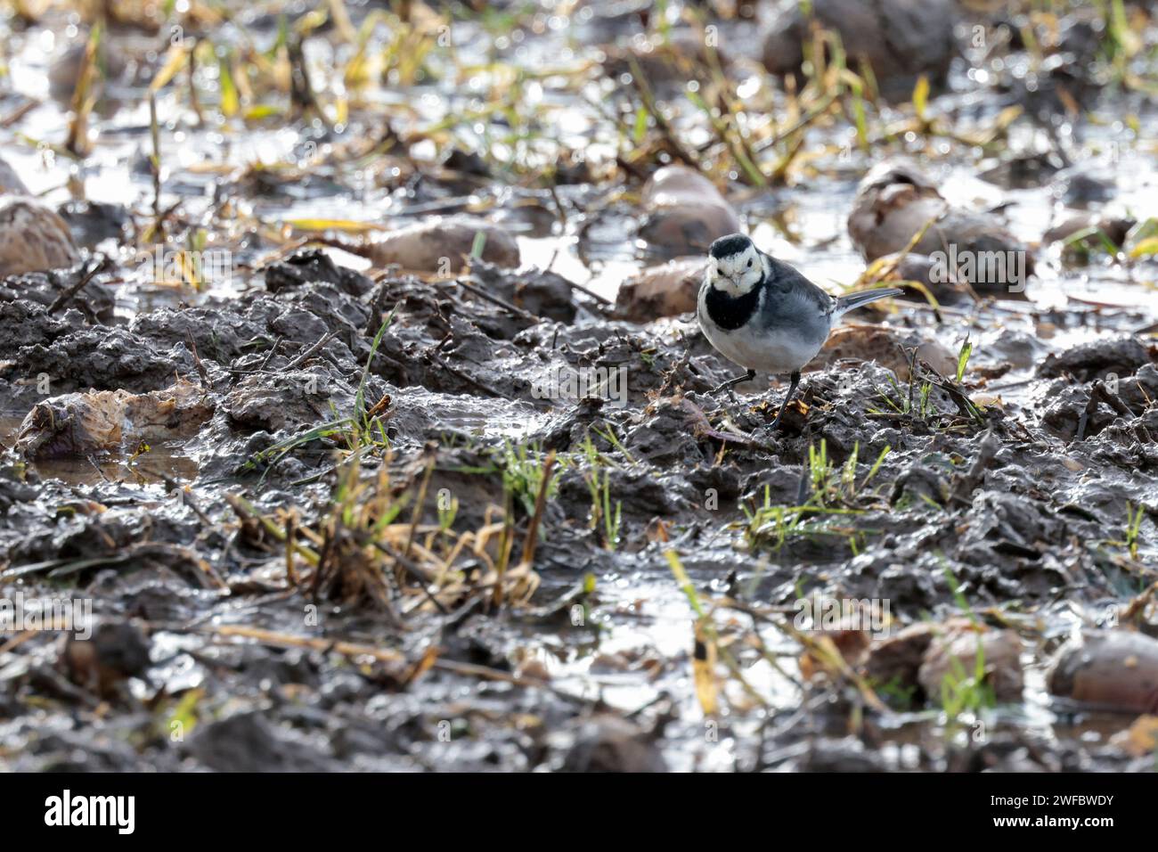 Pied wagtail Motacilla alba ssp yarellii, bianco e nero piumaggio bianco faccia bianca sulle ali e sui lati della lunga coda nera gambe nere biancastre nella parte inferiore Foto Stock