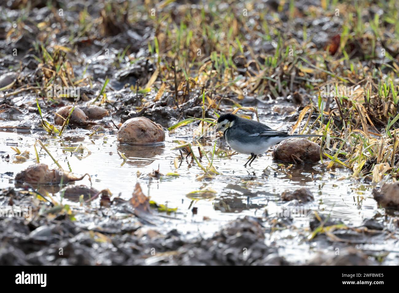 Pied wagtail Motacilla alba ssp yarellii, bianco e nero piumaggio bianco faccia bianca sulle ali e sui lati della lunga coda nera gambe nere biancastre nella parte inferiore Foto Stock