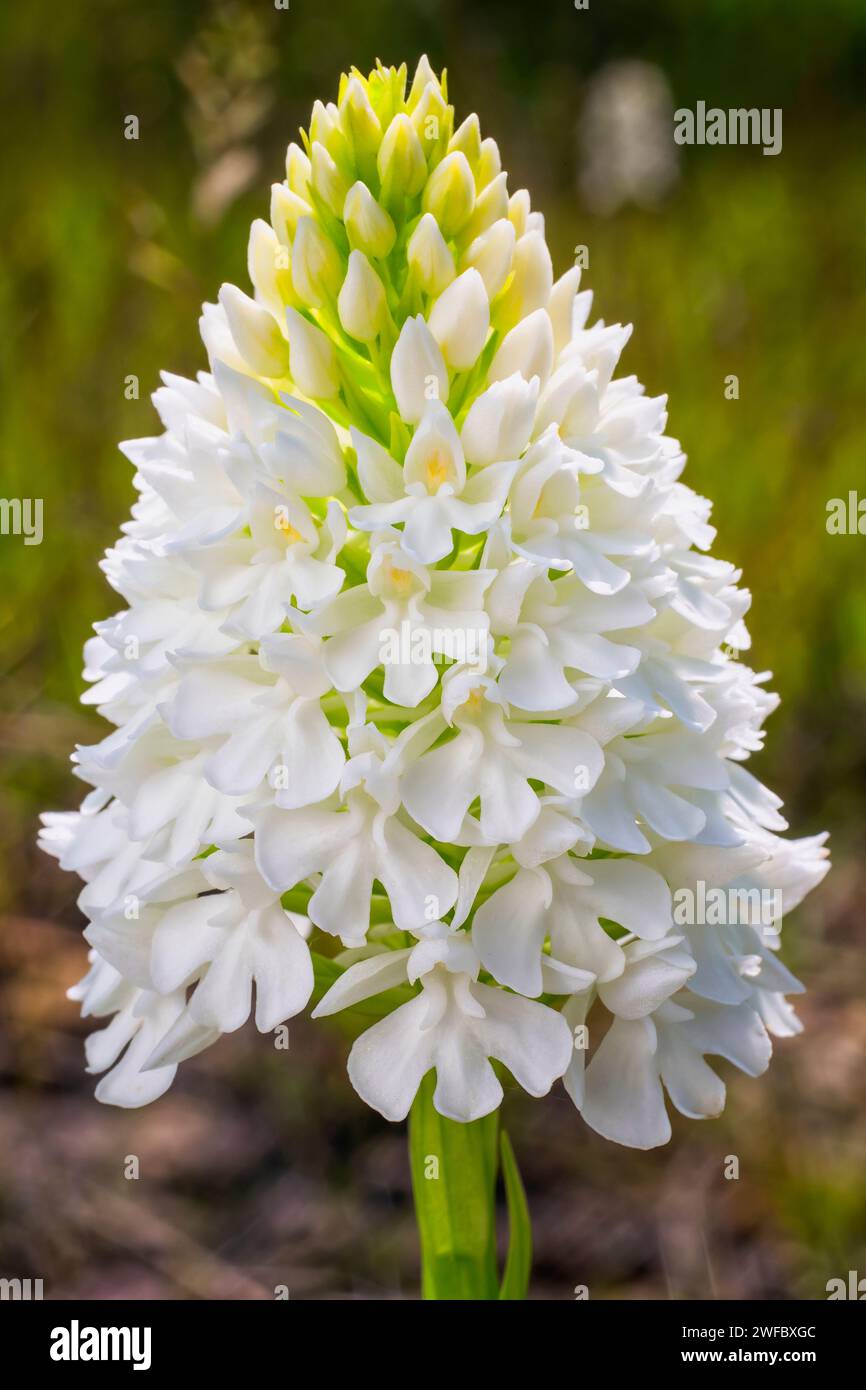 Orchidea piramidale, forma albina (Anacamptis berica fo. alba), Orchidaceae. Orchidea selvatica europea. pianta rara erbacea perenne. Italia, Toscana, Foto Stock