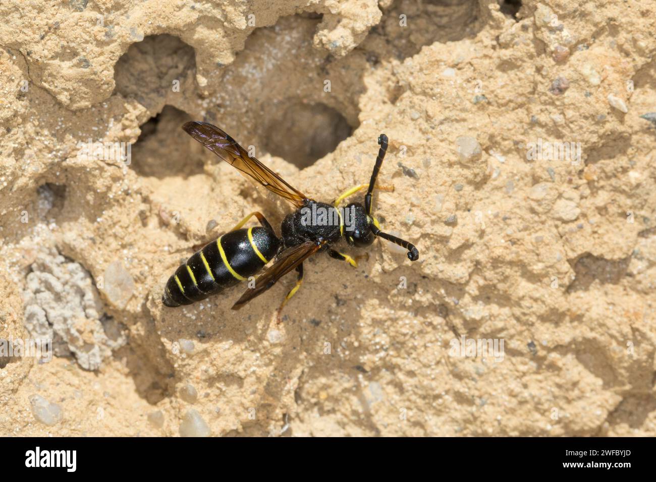 Gemeine Schornsteinwespe, Schornsteinwespe, Schornstein-Wespe, Männchen, Odynerus spinipes, Oplomerus spinipes, Spiny Mason Wasp, maschio, Odynère commun Foto Stock