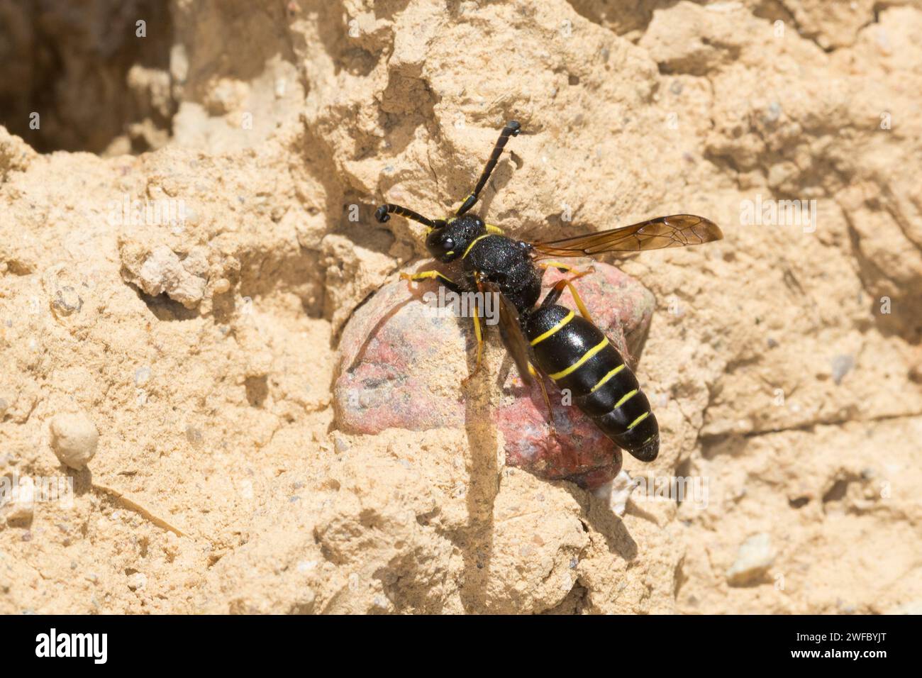 Gemeine Schornsteinwespe, Schornsteinwespe, Schornstein-Wespe, Männchen, Odynerus spinipes, Oplomerus spinipes, Spiny Mason Wasp, maschio, Odynère commun Foto Stock