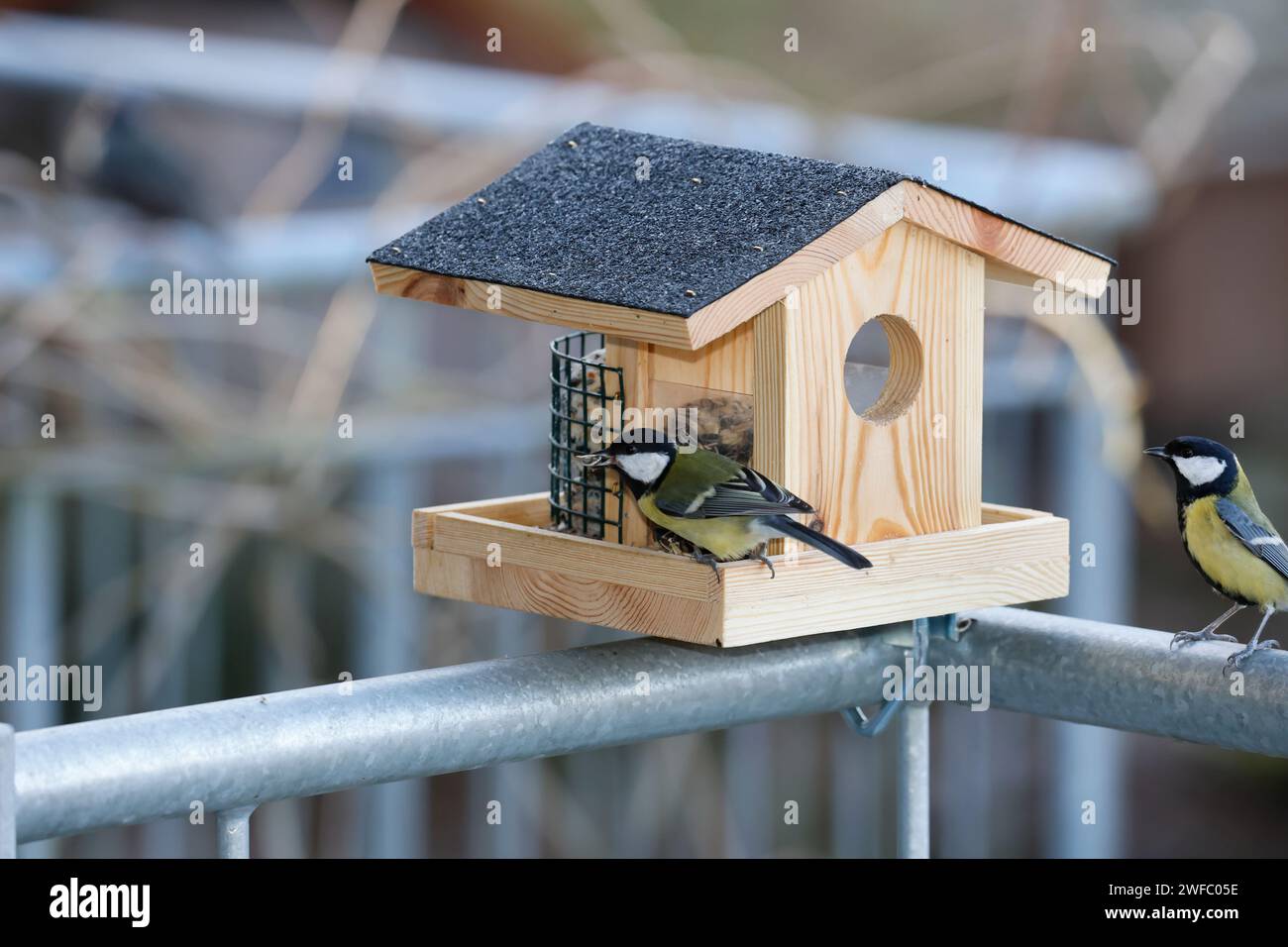 Vogelfütterung auf einem Balkon, Balkongeländer, Vogelfütterung, Fütterung, Futterhäuschen, Vogelfutterhäuschen, Vogelfutterhaus, Vogelhäuschen, Futte Foto Stock