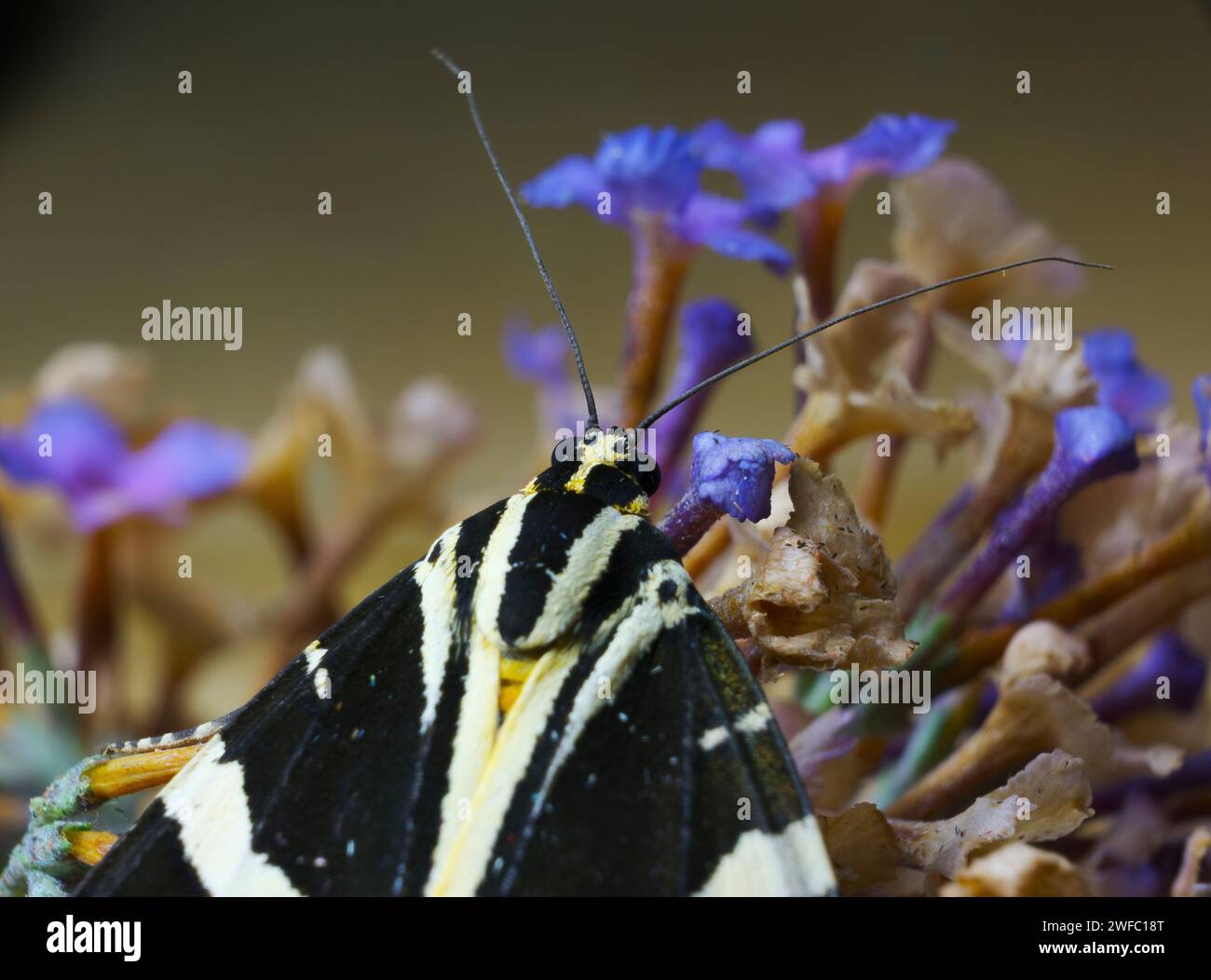 Una macro di una farfalla gialla su fiori viola Foto Stock