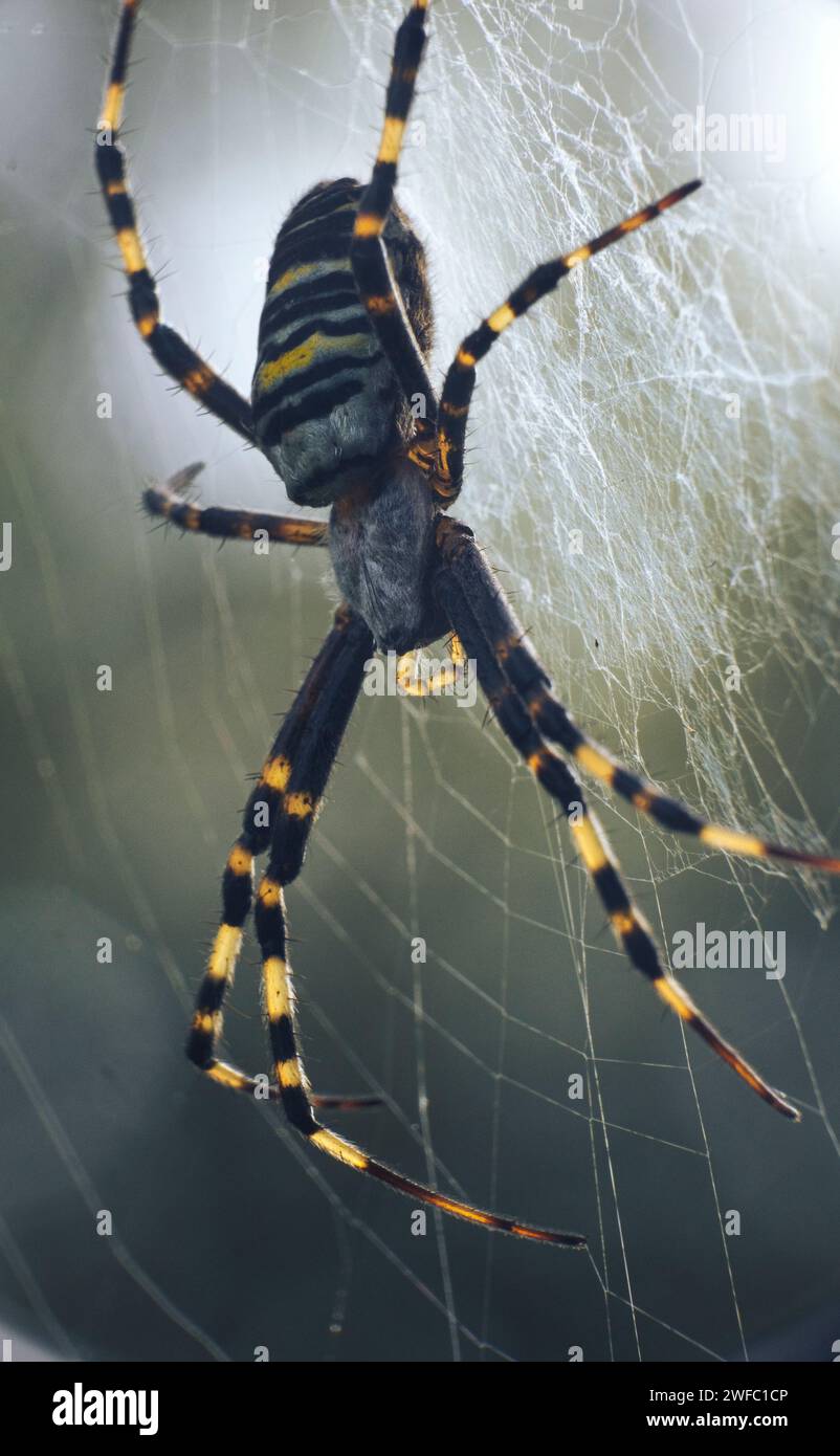 Una foto macro di un ragno di vespa Foto Stock